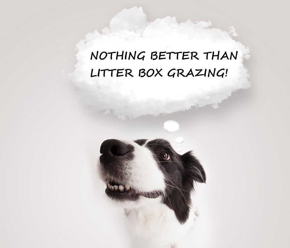 Why Do Dogs Eat Cat Poop From Litter Box