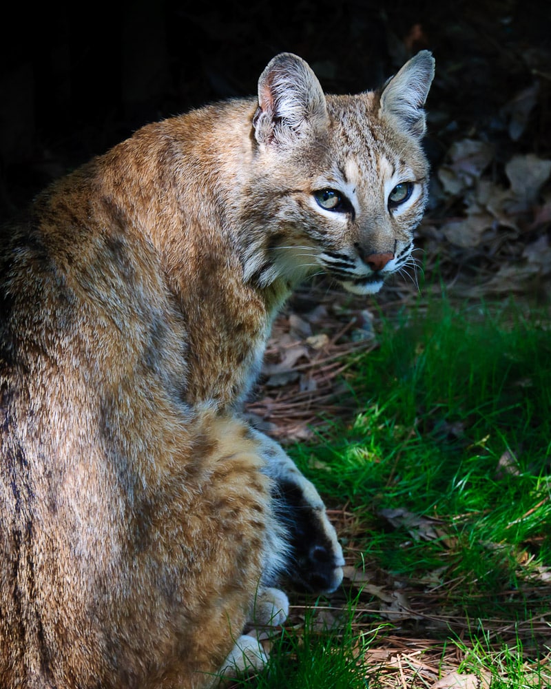 WNC Nature Center Bobcat