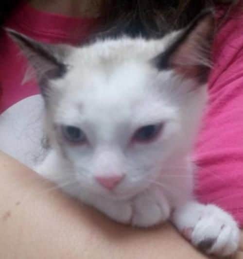 Bonita is an adoptable Siamese Cat in Fort Worth, TX for more info call ...