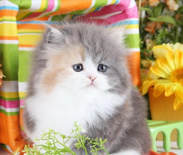 Dilute Calico Patchwork Persian Kitten ~ Ultra Rare Persian Kittens For ...