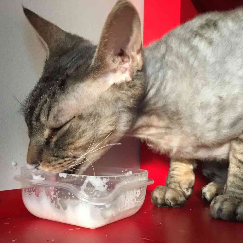 is-it-ok-to-give-kittens-milk-catsworldclub