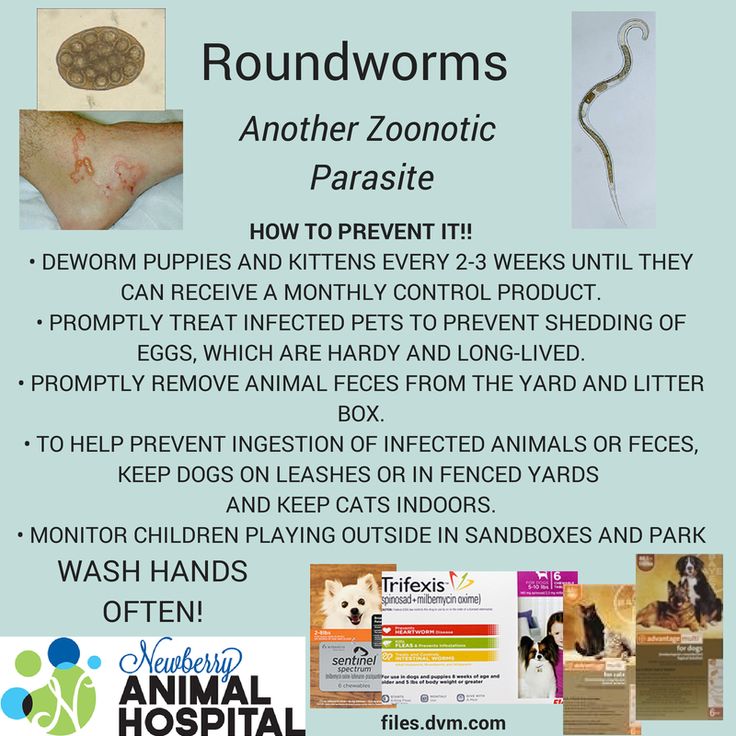 Roundworm Info
