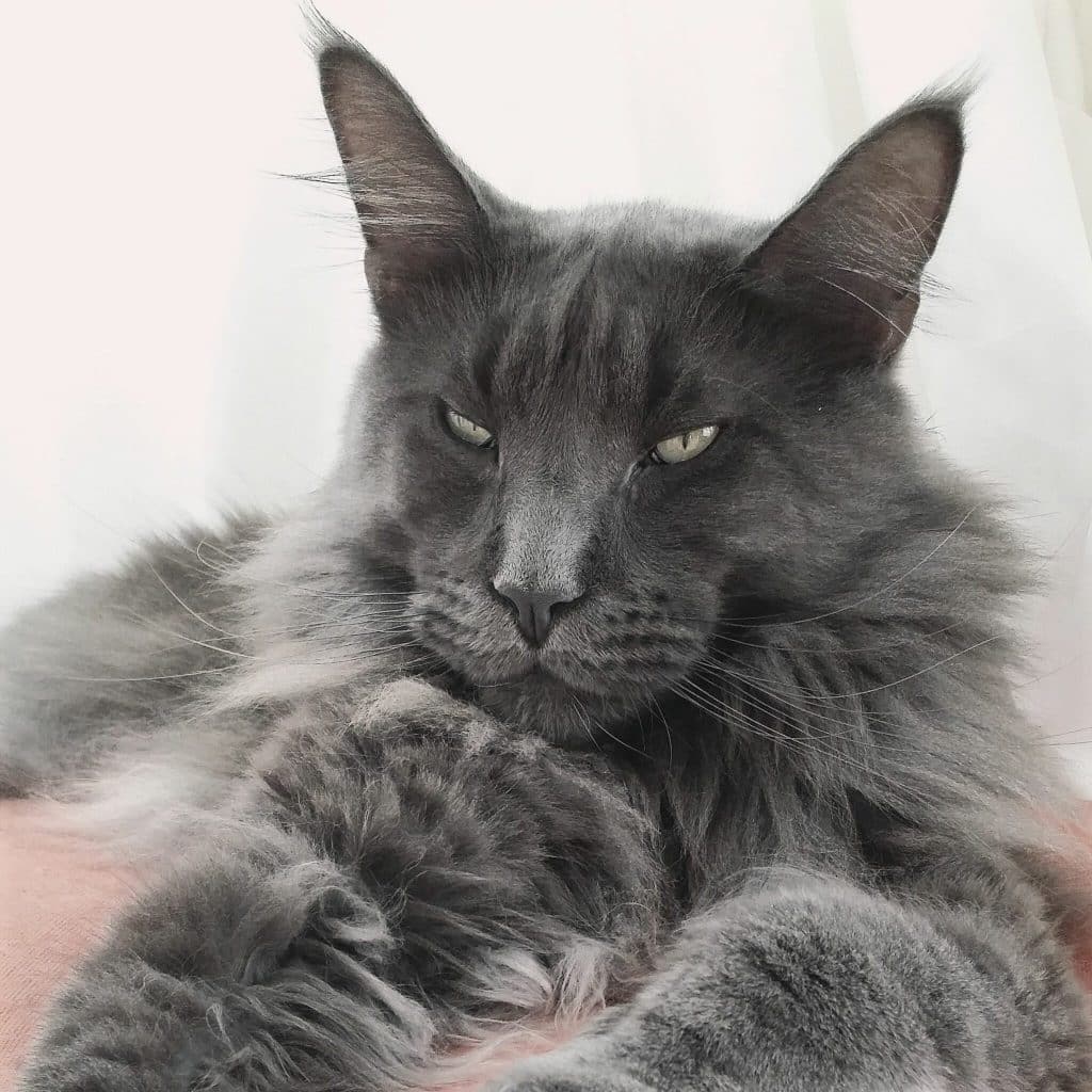 List 90+ Images Maine Coon Russian Blue Mix For Sale Full HD, 2k, 4k 10