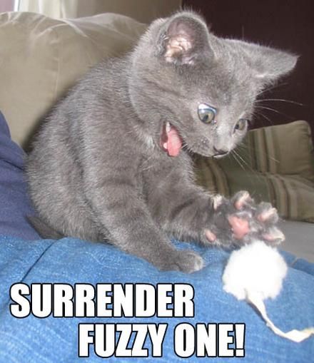 Surrender oh fuzzy one hilarious
