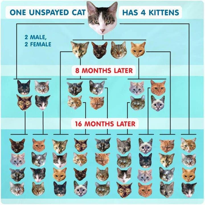 How Long Does It Take Cats To Have Kittens