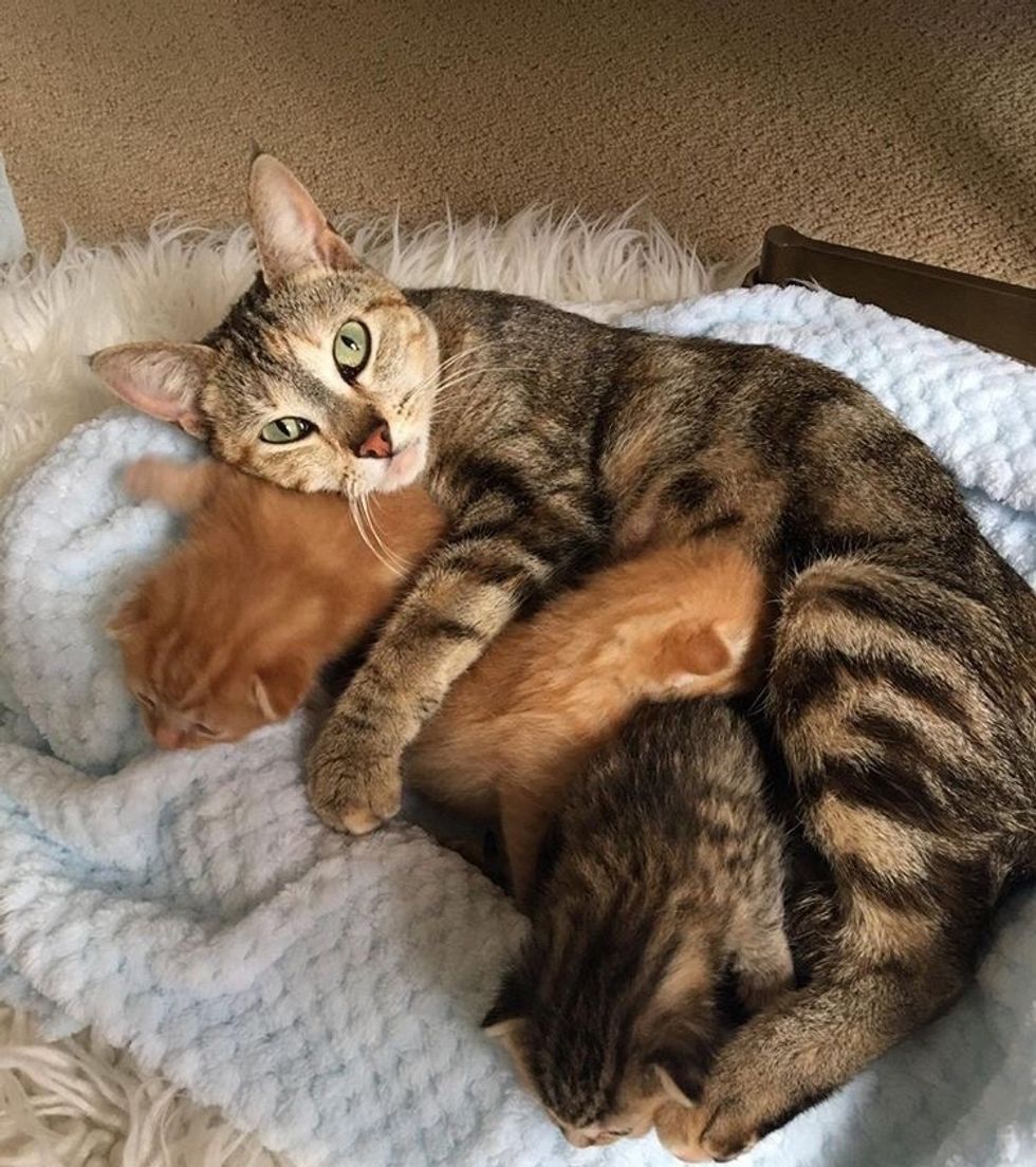 How Long Will A Mother Cat Look For Her Kittens
