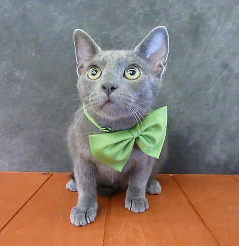 Russian Blue Cat Adoption Dallas