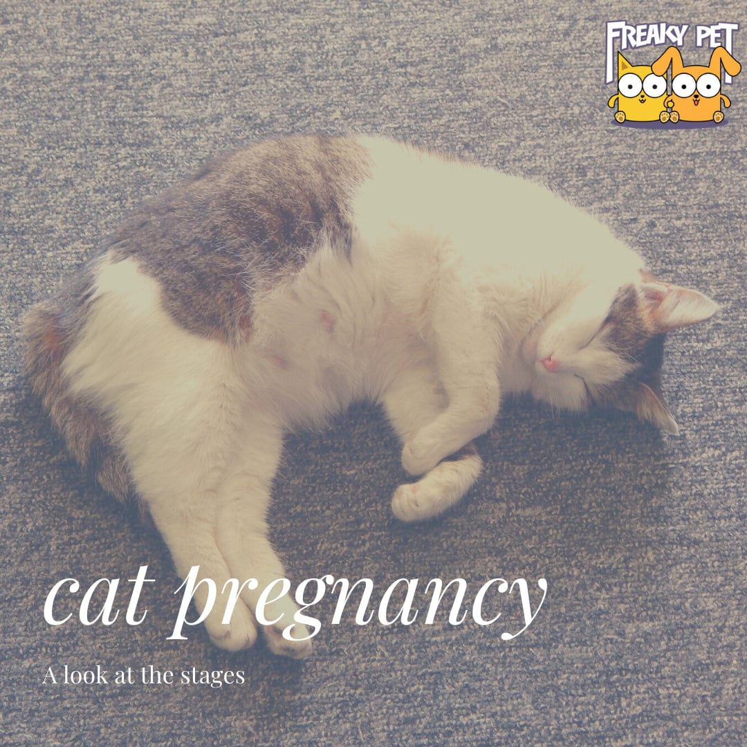 How Do You Know If Your Cats Pregnant