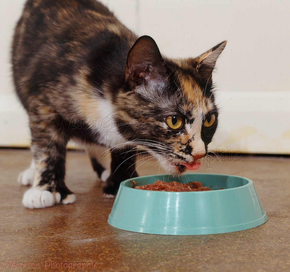 Tortoiseshell cat eating wet food from plastic bowl photo WP22254