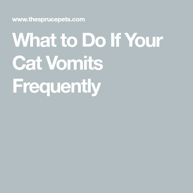 What to Do If Your Cat Vomits Frequently