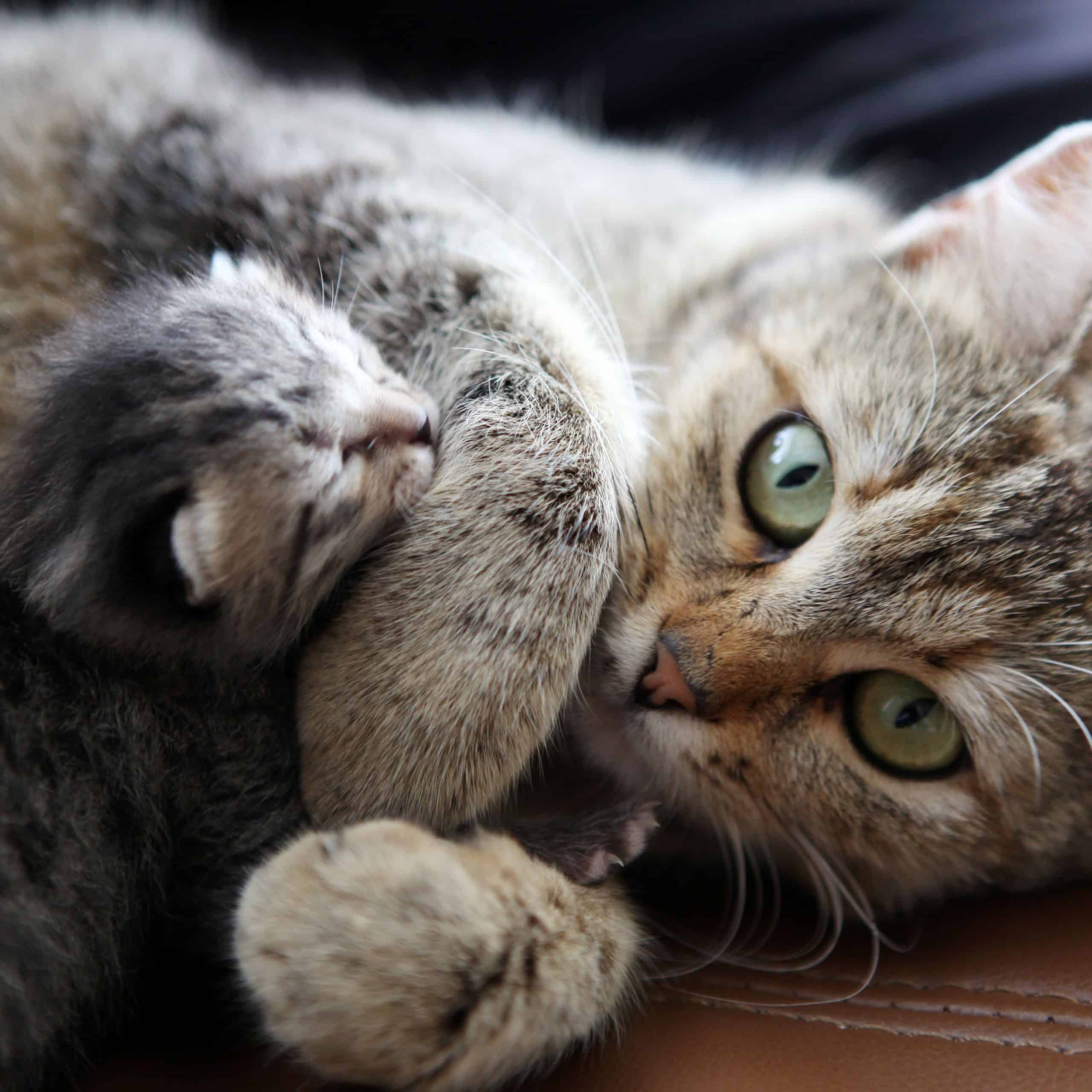 What To Do When A Cat Gives Birth To A Dead Kitten