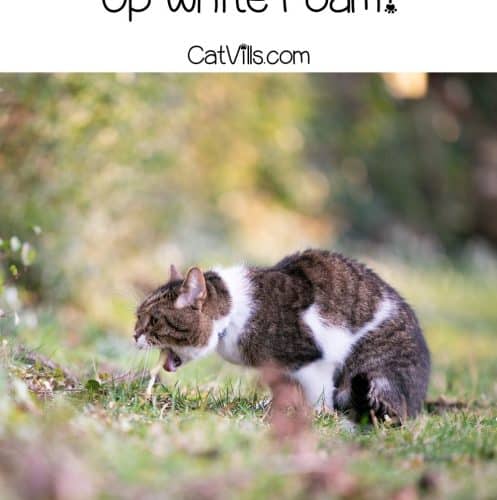 Why is Your Cat Throwing Up White Foam? (6 Causes to Know!)