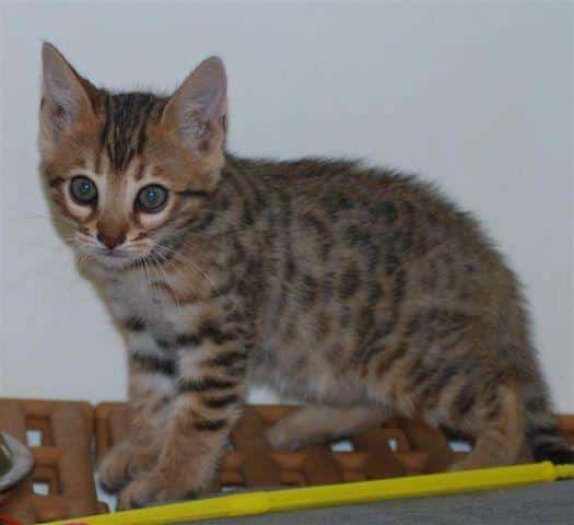 Bengal kittens for Sale in Ellendale, Minnesota Classified ...