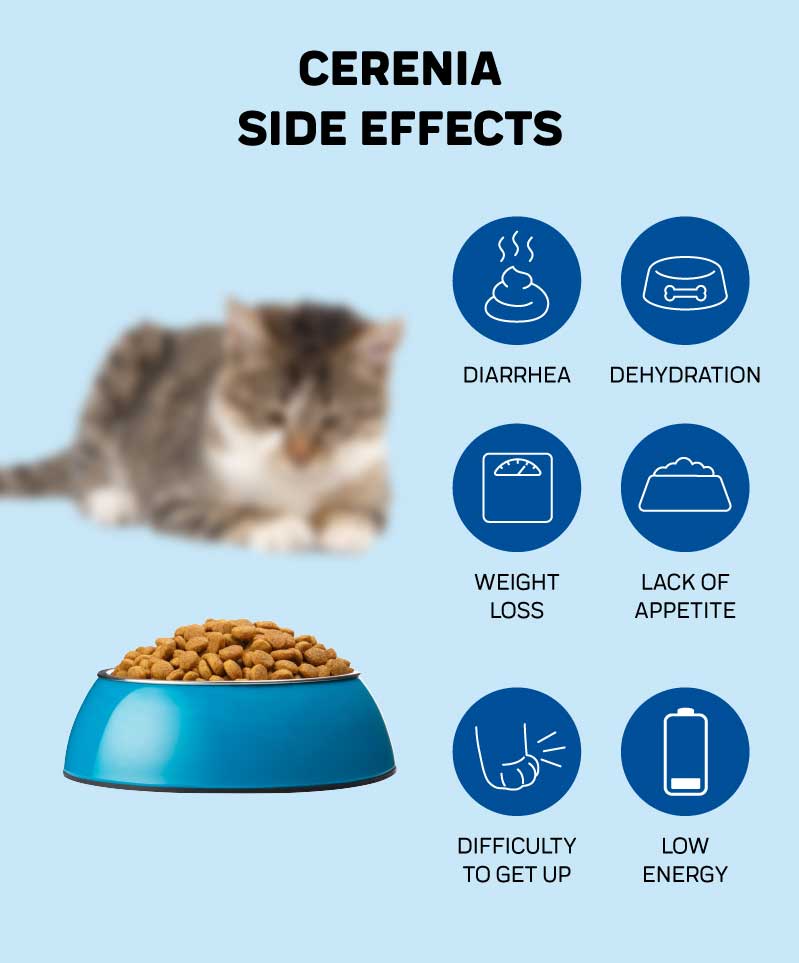 Cerenia for Cats  Innovet Pet
