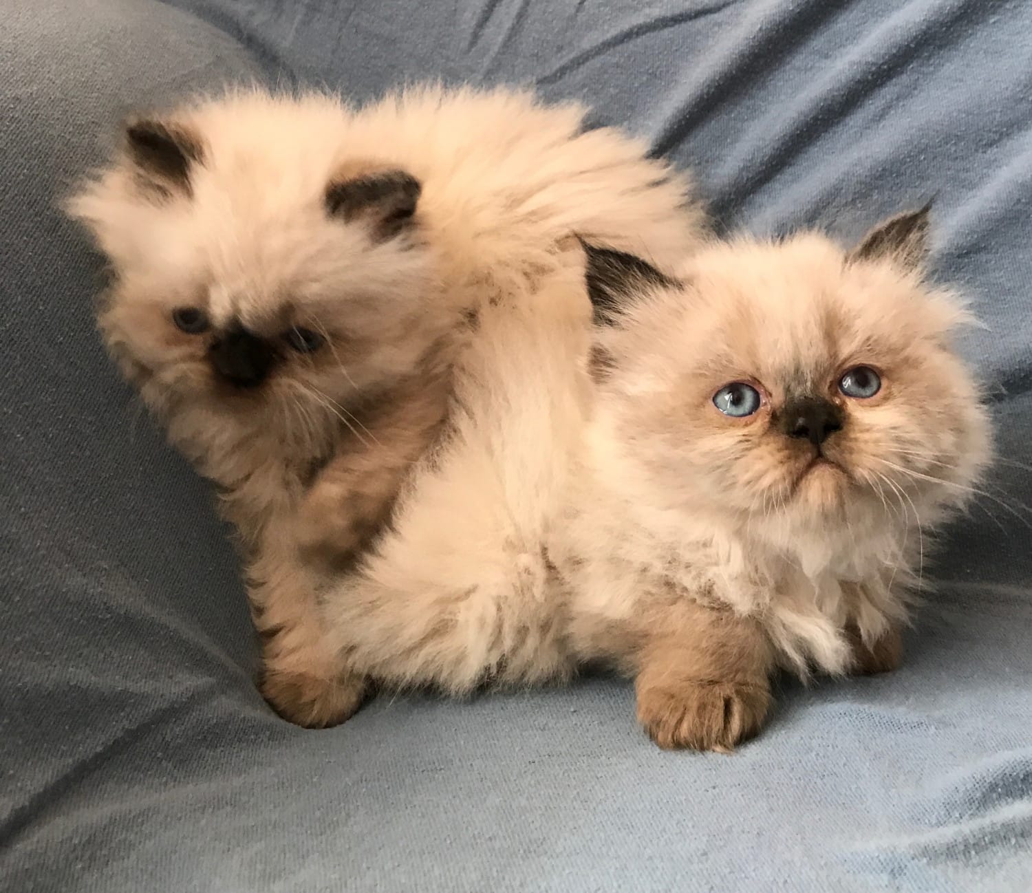 " Himalayan Persian"  Cats For Sale