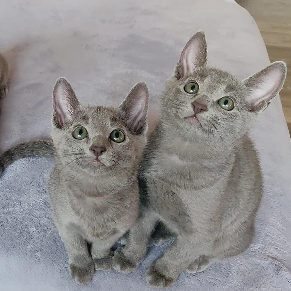 " Russian Blue"  Cats For Sale