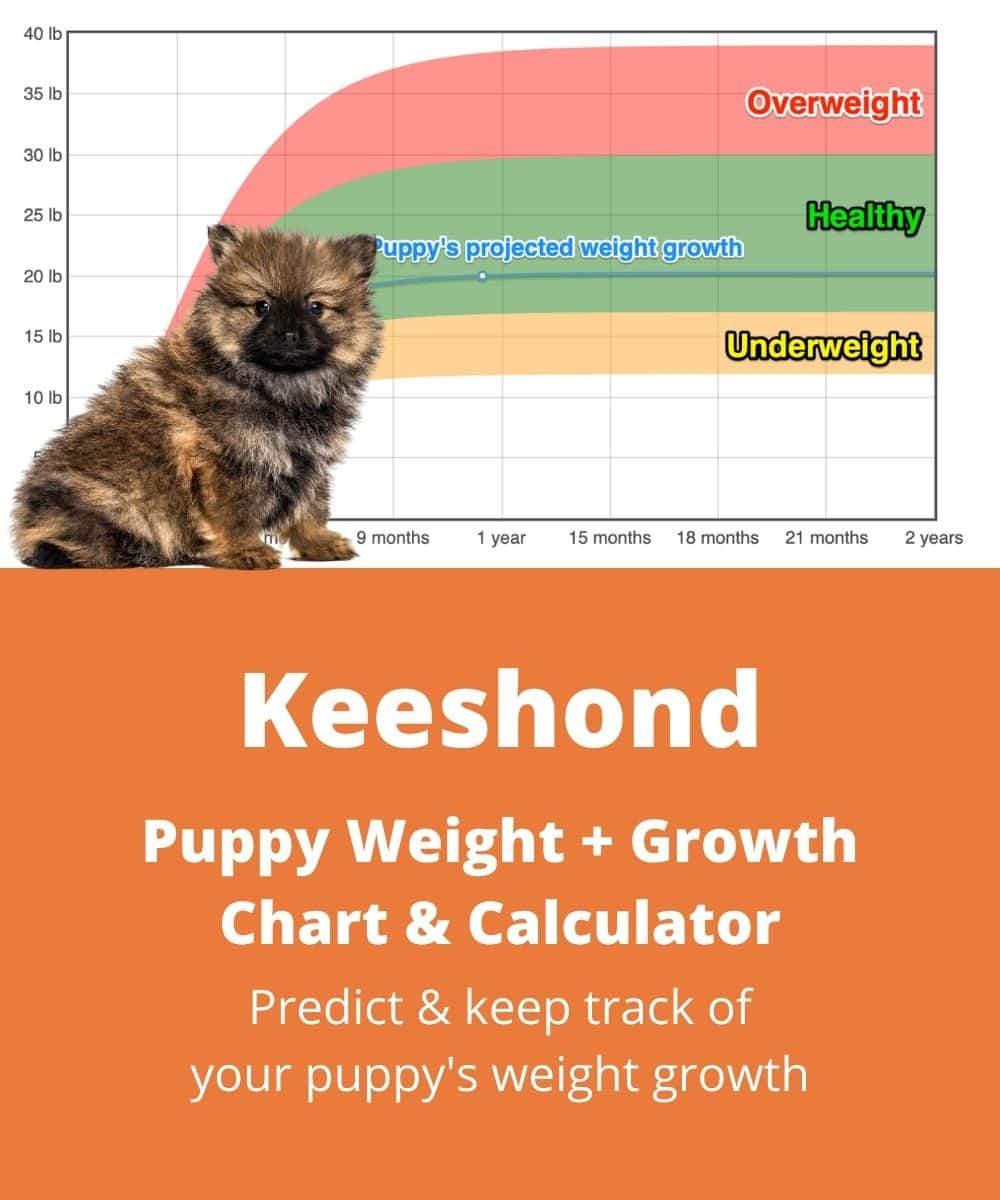 36 HQ Photos Ideal Cat Weight Calculator / Healthy Kitten Weight Chart ...