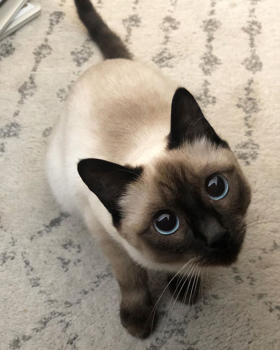 Baby Siamese Cat For Adoption
