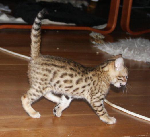 BENGAL Kittens Available for Sale in Moran, Minnesota Classified ...
