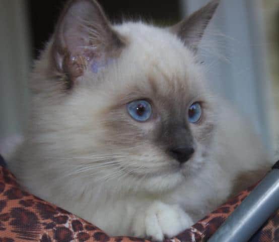 Blue Point Ragdoll Kitten for Sale in Haymarket, Virginia Classified ...