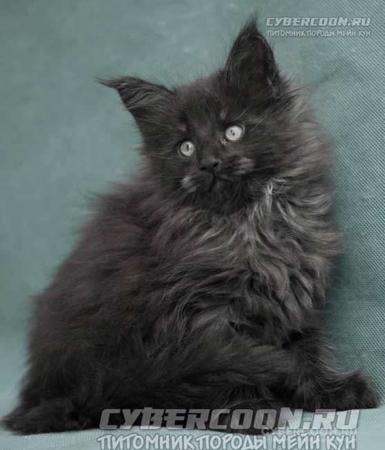 Columbus Maine Coon kitten for sale in Moscow