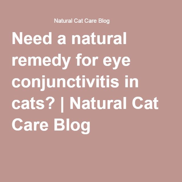 Need a natural remedy for eye conjunctivitis in cats?