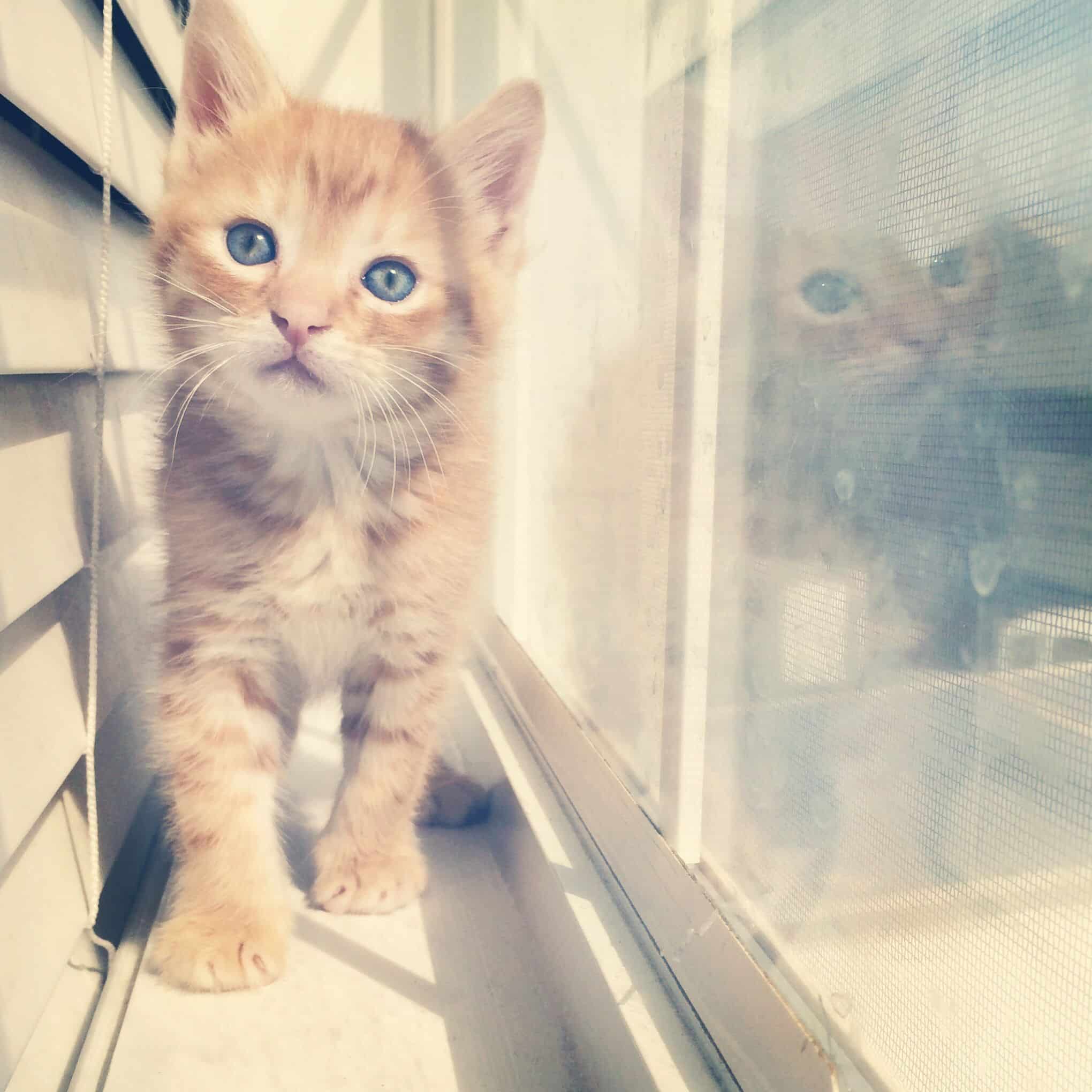 Oliver. 6 weeks old. Orange Tabby. Kitten.