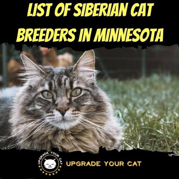 Siberian Cat Breeders in Minnesota