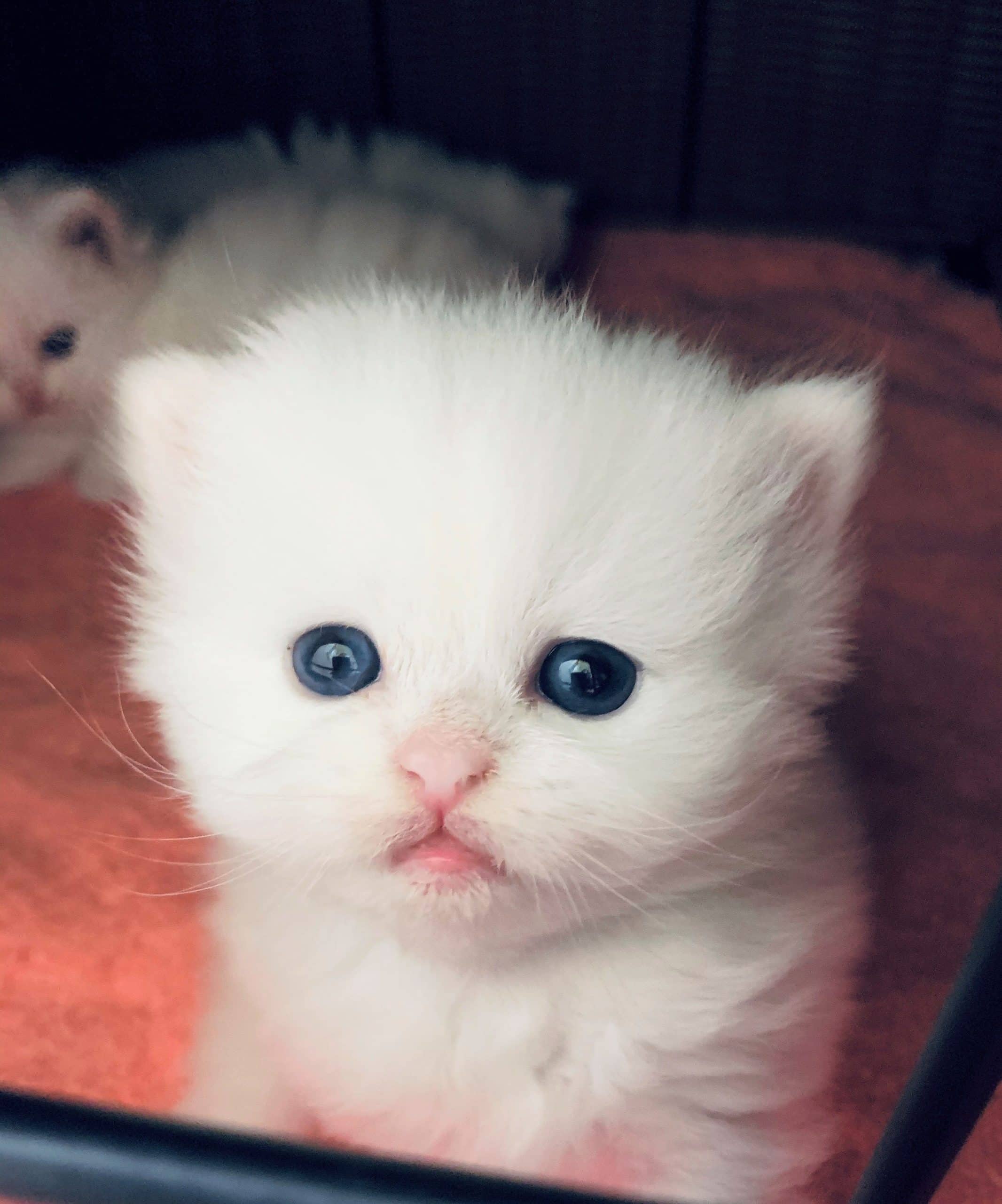 Teacup Kittens for Sale, Persian Kittens Florida, Doll Face