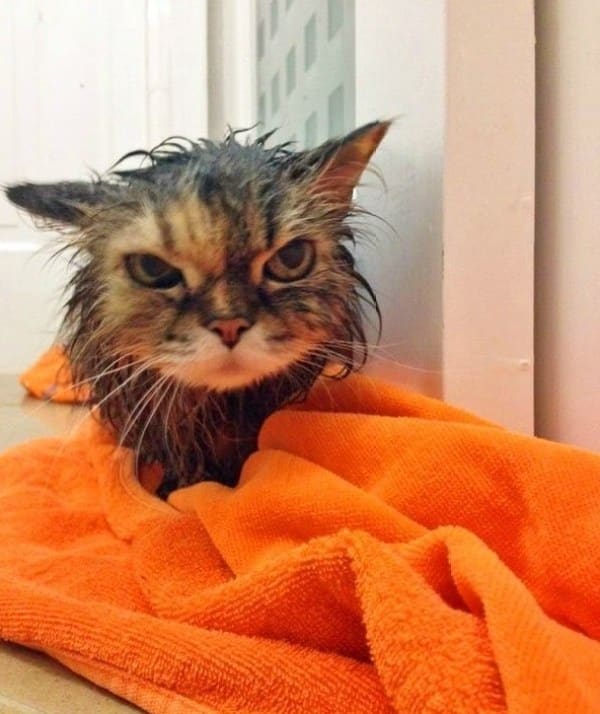 Ten Angry Wet Cats You Might Want to Hide From